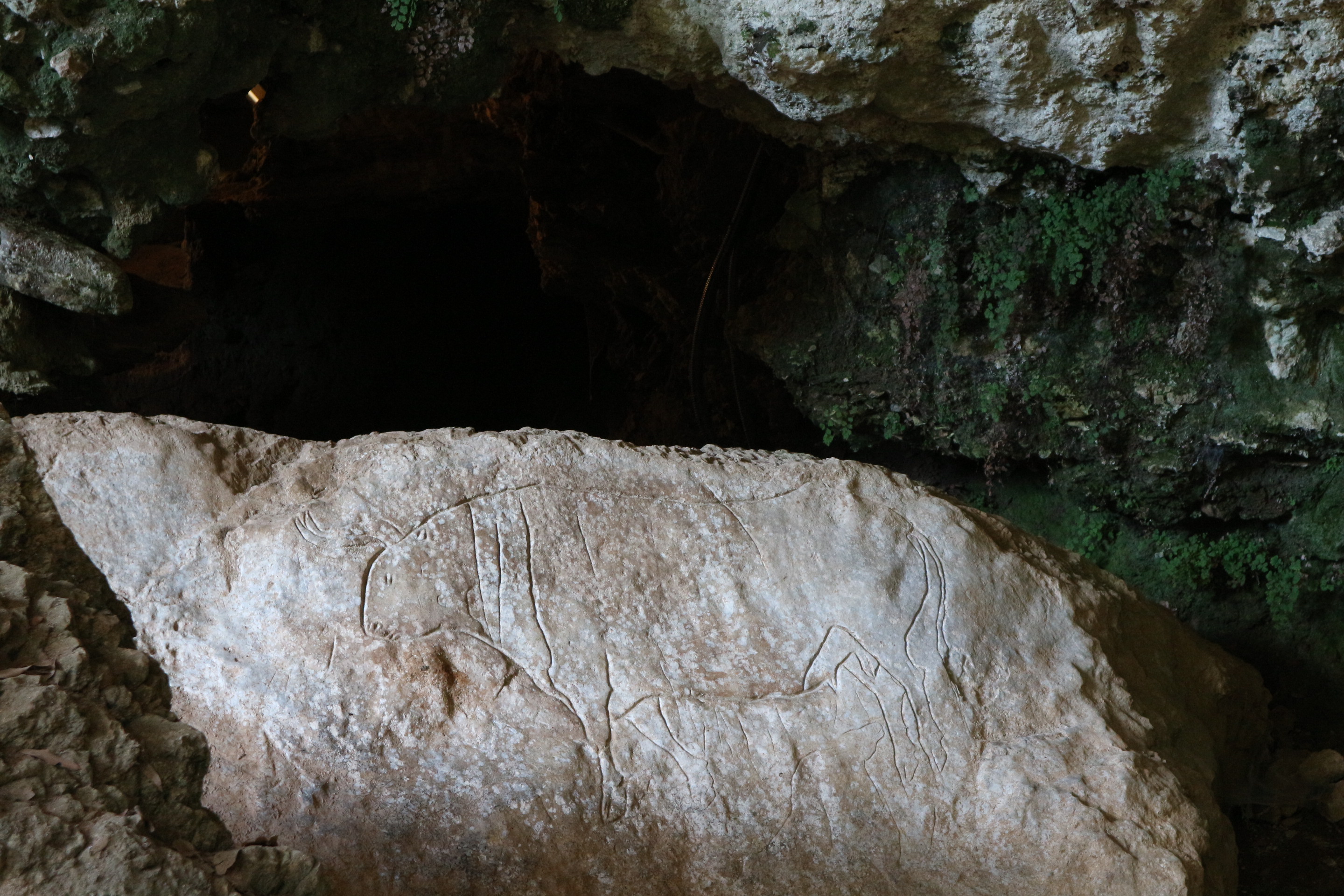 bos-primigenius-grotta-del-romito